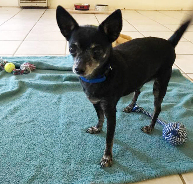 Adopt A Friend: Flick